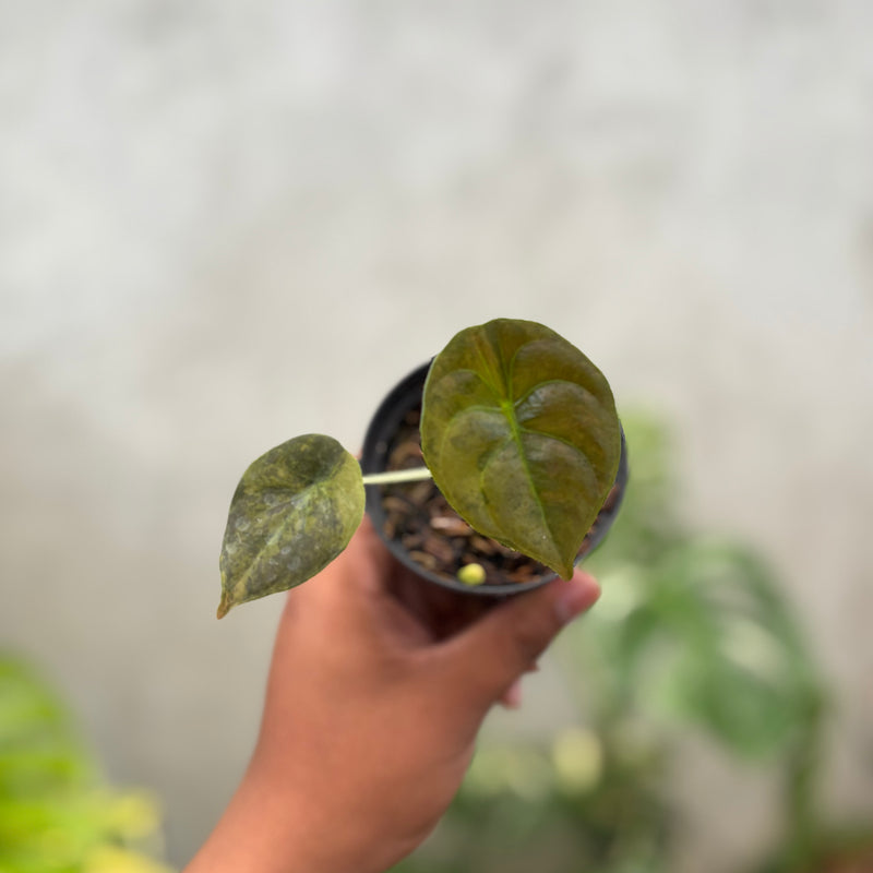 Alocasia Cuprea Latte Little