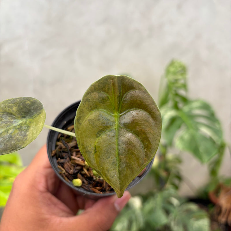 Alocasia Cuprea Latte Little