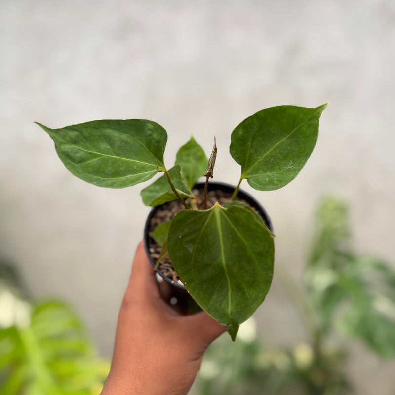 Anthurium Xone porti muchlis x Blood of blue