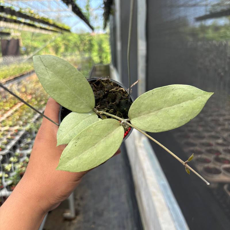 🎁 Hoya SP Trenggalek Silver (Menak Sopal) (100% off)