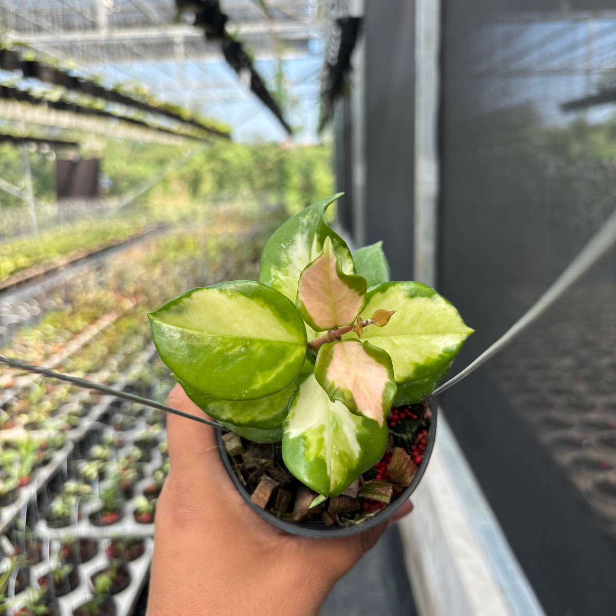 セール　珍種　レアホヤ　Hoya carnosa Brazil サクララン セール 珍種 レアホヤ Hoya carnosa Brazil サクララン 【公式通販】