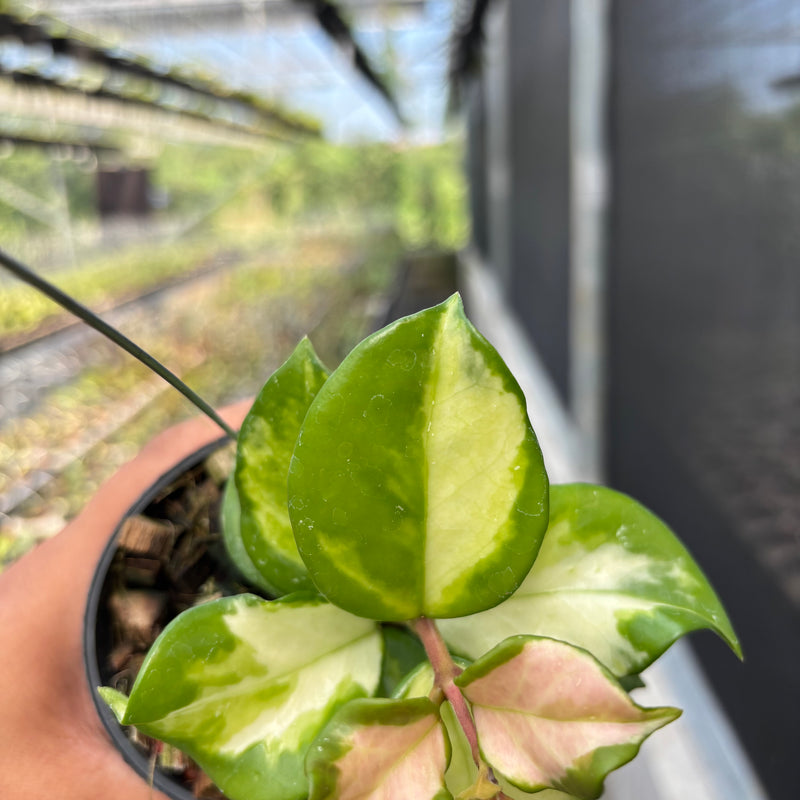 Hoya Carnosa "Frecles Splash" (Mutation)