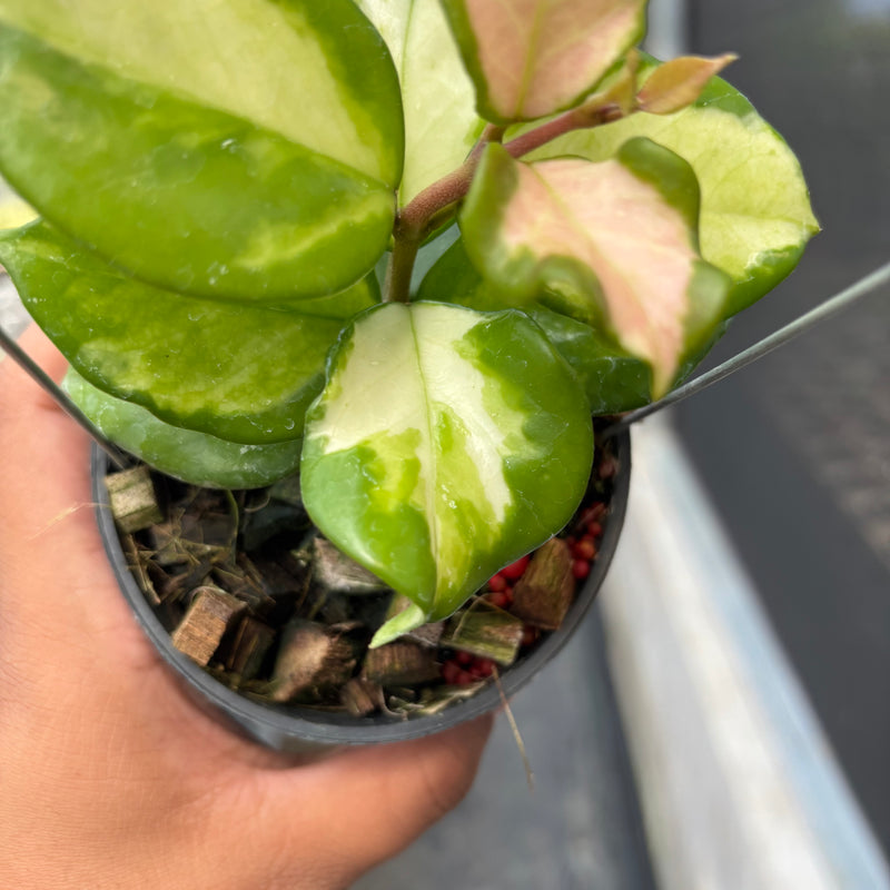 Hoya Carnosa "Frecles Splash" (Mutation)