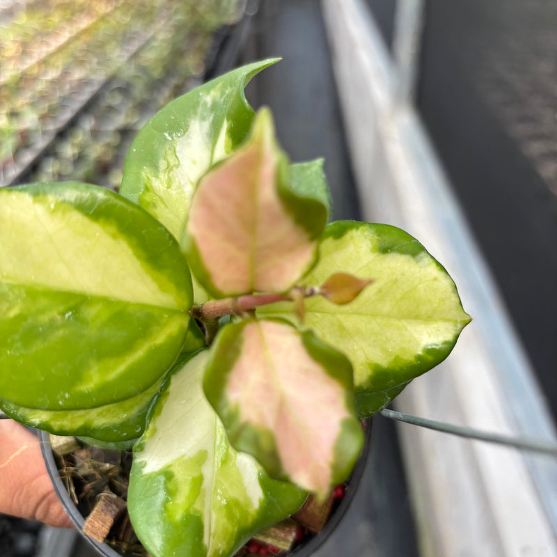 Hoya Carnosa "Frecles Splash" (Mutation)