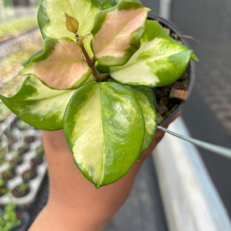 Hoya Carnosa "Frecles Splash" (Mutation)