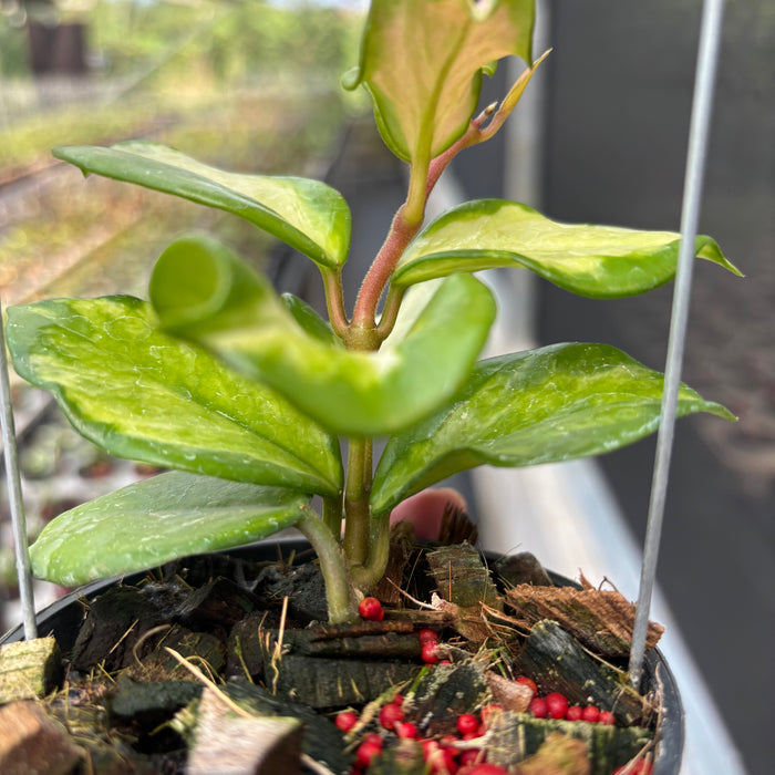 Hoya Carnosa "Frecles Splash" (Mutation)
