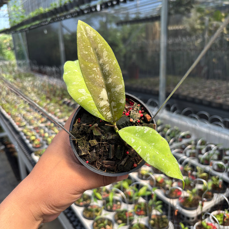 Hoya Kaikoeana "VN-181"