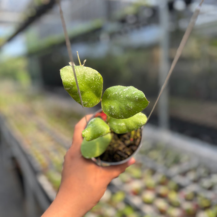 Hoya Waymaniae Albomarginata