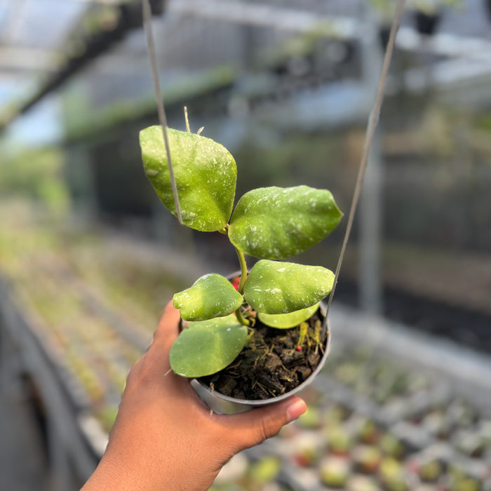 Hoya Waymaniae Albomarginata