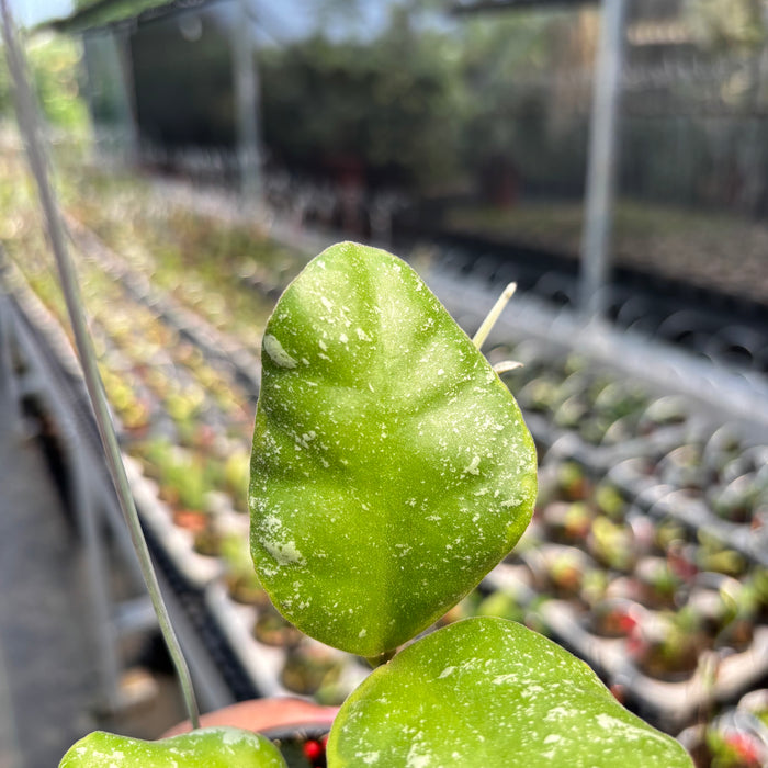 Hoya Waymaniae Albomarginata