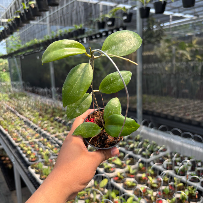 Hoya SP Selayar "PAR-WYD-006"
