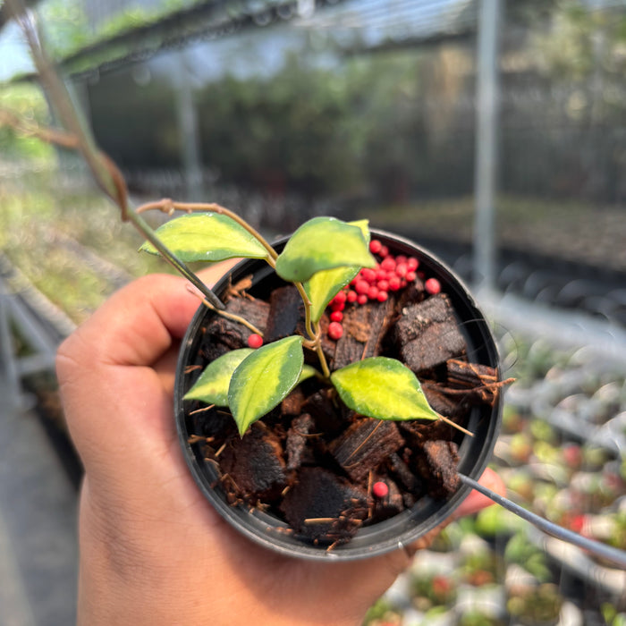 Hoya Bakoensis "Inner Var" VN-772