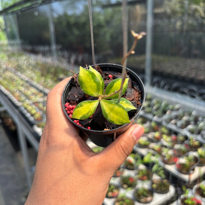 Hoya Bakoensis "Inner Var" VN-772