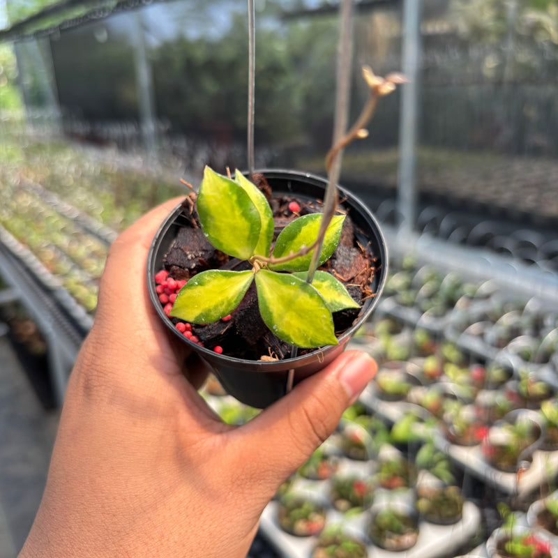 Hoya Bakoensis "Inner Var" VN-772