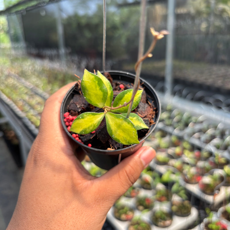 Hoya Bakoensis "Inner Var" VN-772