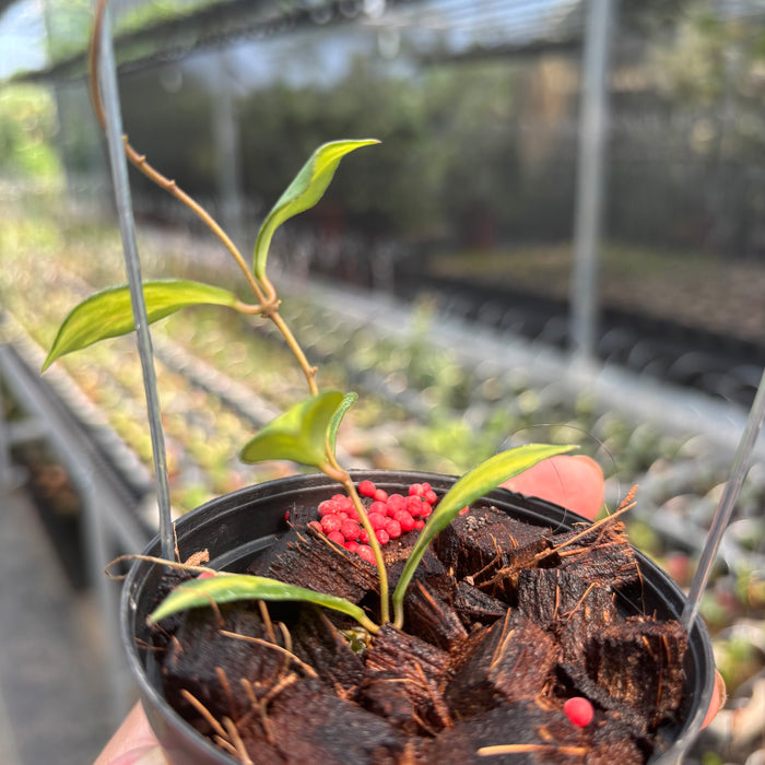 Hoya Bakoensis "Inner Var" VN-772