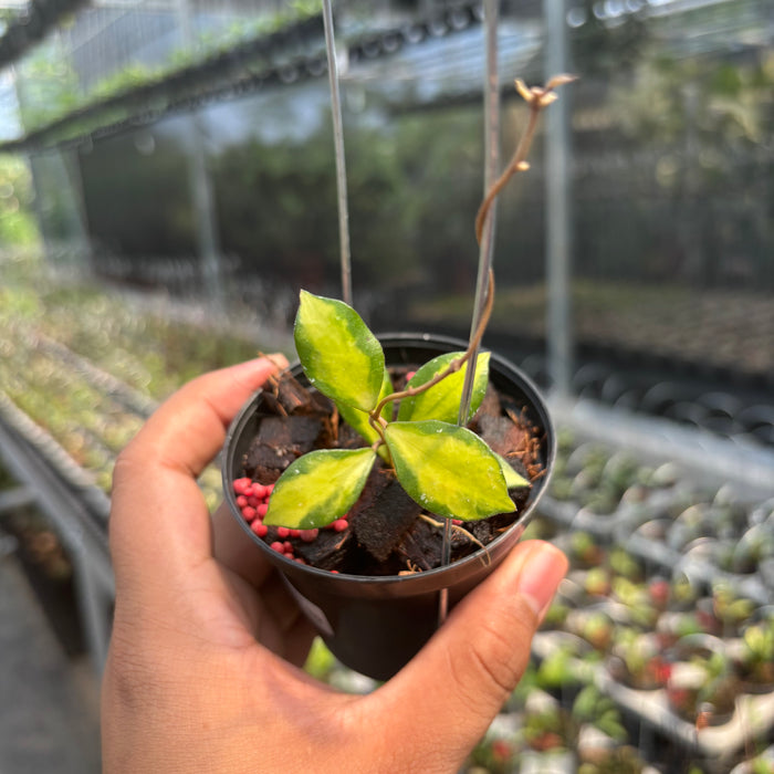 Hoya Bakoensis "Inner Var" VN-772