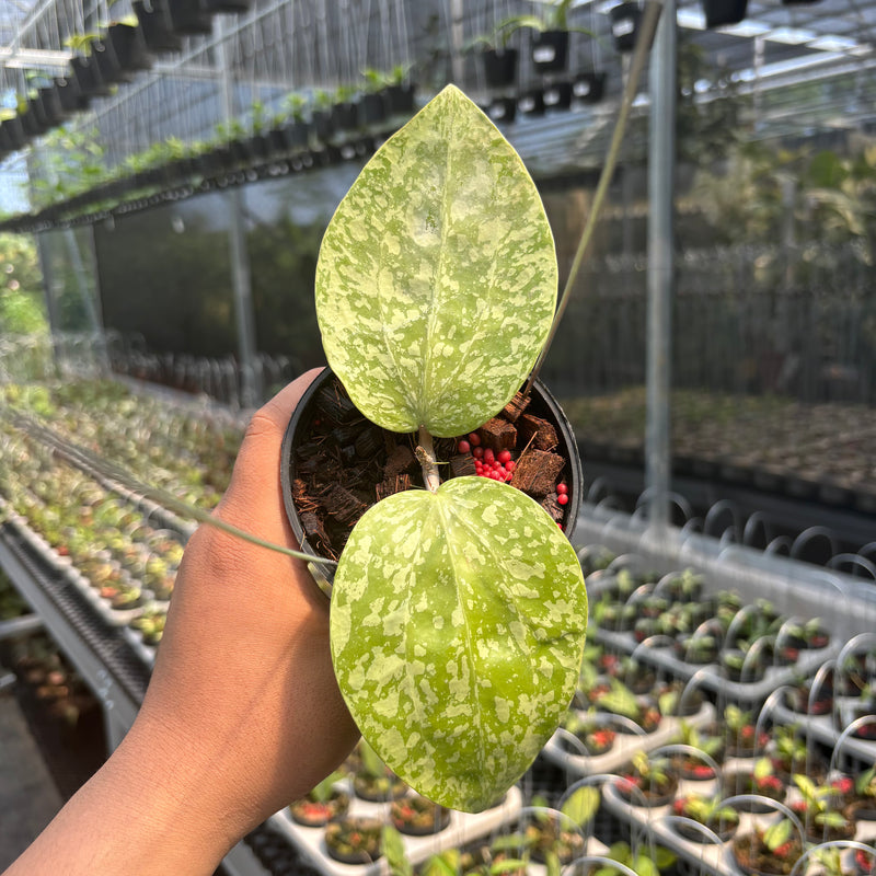 Hoya Glabra Silver-Spalsh" VN-565