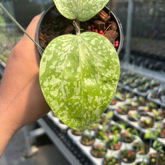 Hoya Glabra Silver-Spalsh" VN-565