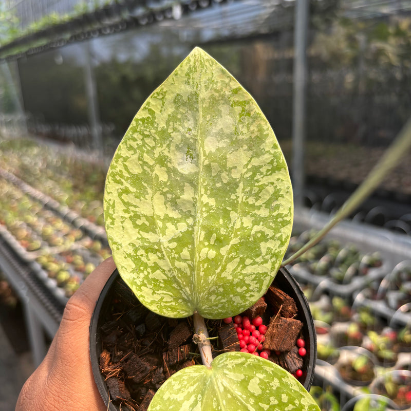 Hoya Glabra Silver-Spalsh" VN-565