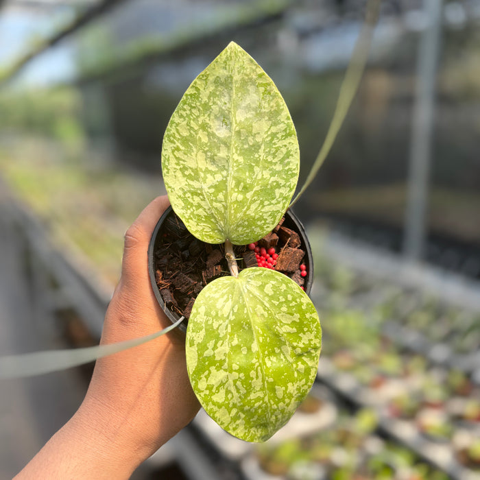 Hoya Glabra Silver-Spalsh" VN-565