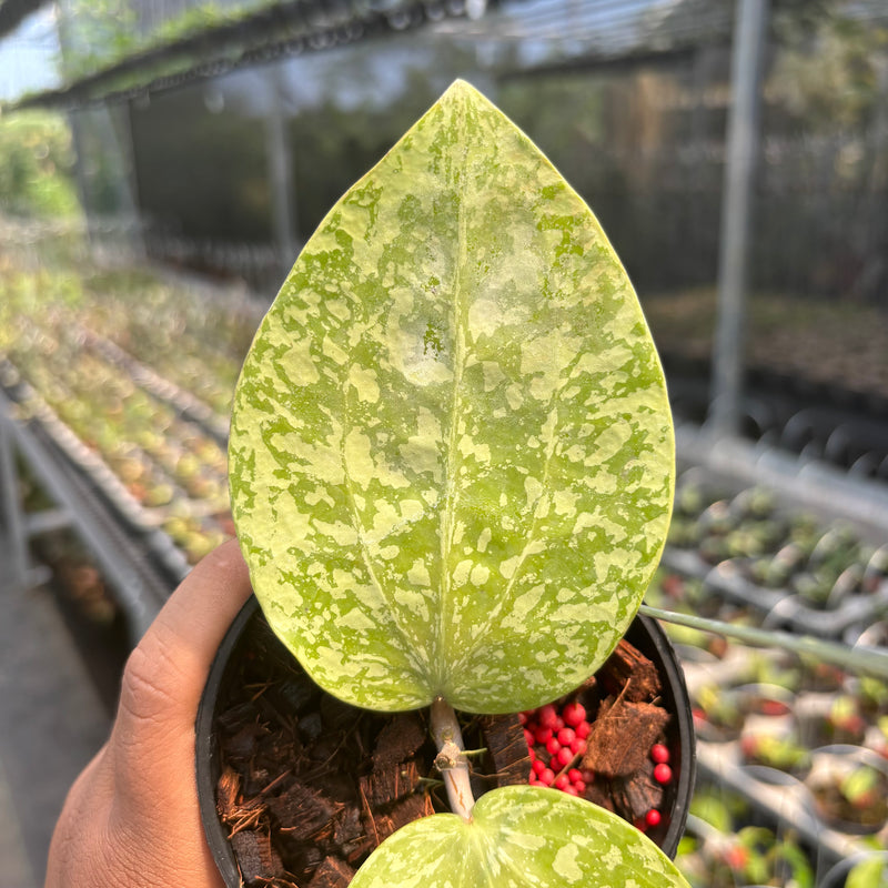 Hoya Glabra Silver-Spalsh" VN-565