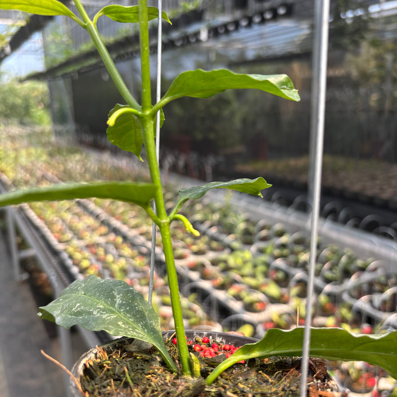 Hoya Decipulae "Splash"