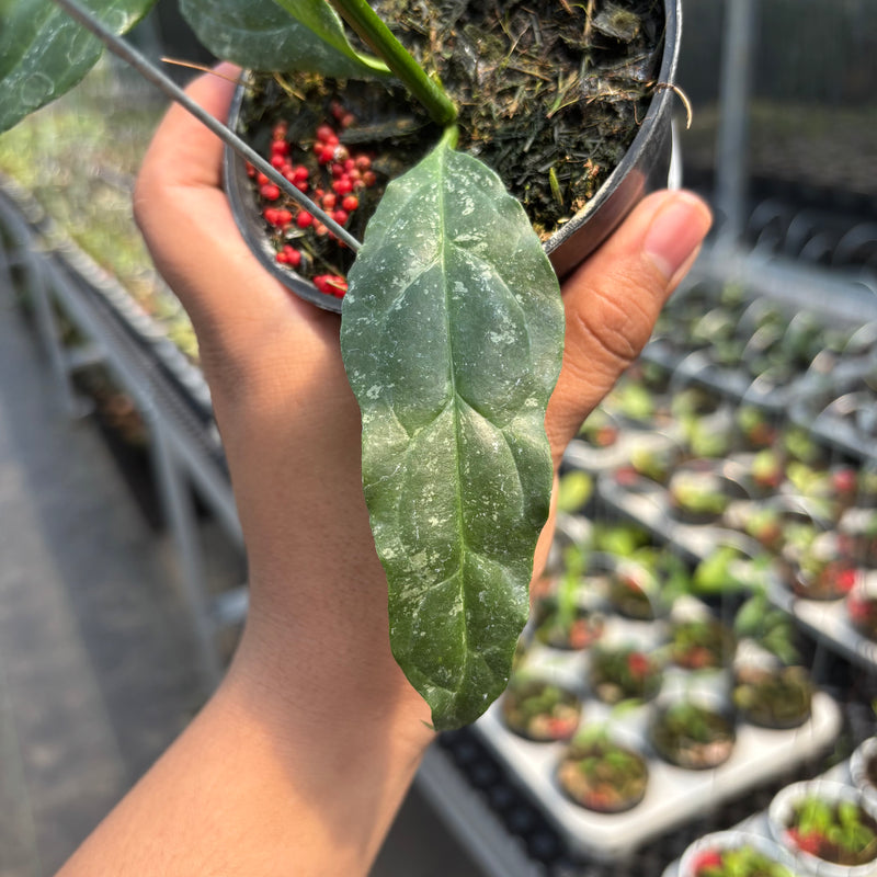 Hoya Decipulae "Splash"