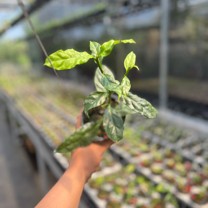 Hoya Decipulae "Splash"