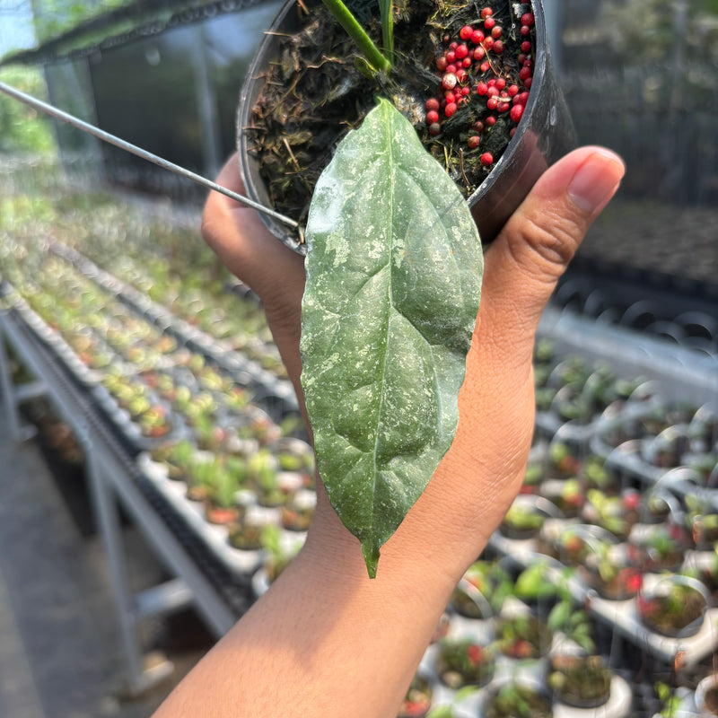 Hoya Decipulae "Splash"