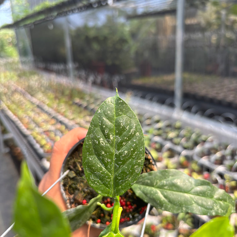 Hoya Decipulae "Splash"