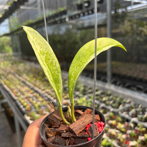 Hoya AH-074 — Aroidasia Hoya AH-074 — Aroidasia