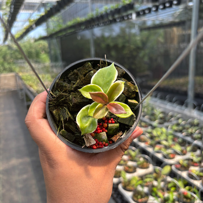 Hoya Carnosa "Holliana"