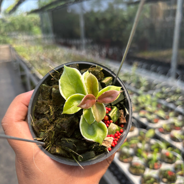Hoya Carnosa "Holliana"