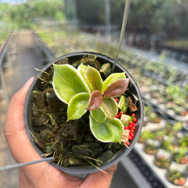 Hoya Carnosa "Holliana"