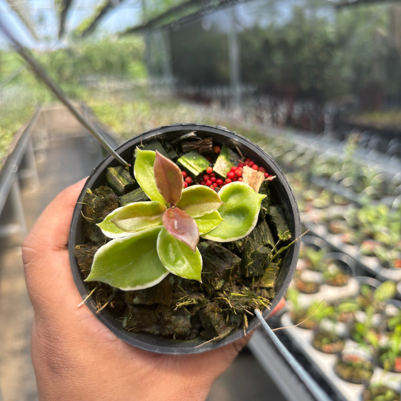 Hoya Carnosa "Holliana"