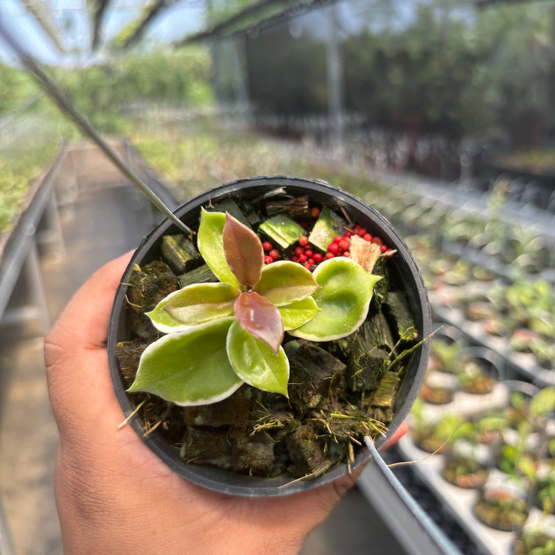 Hoya Carnosa "Holliana"