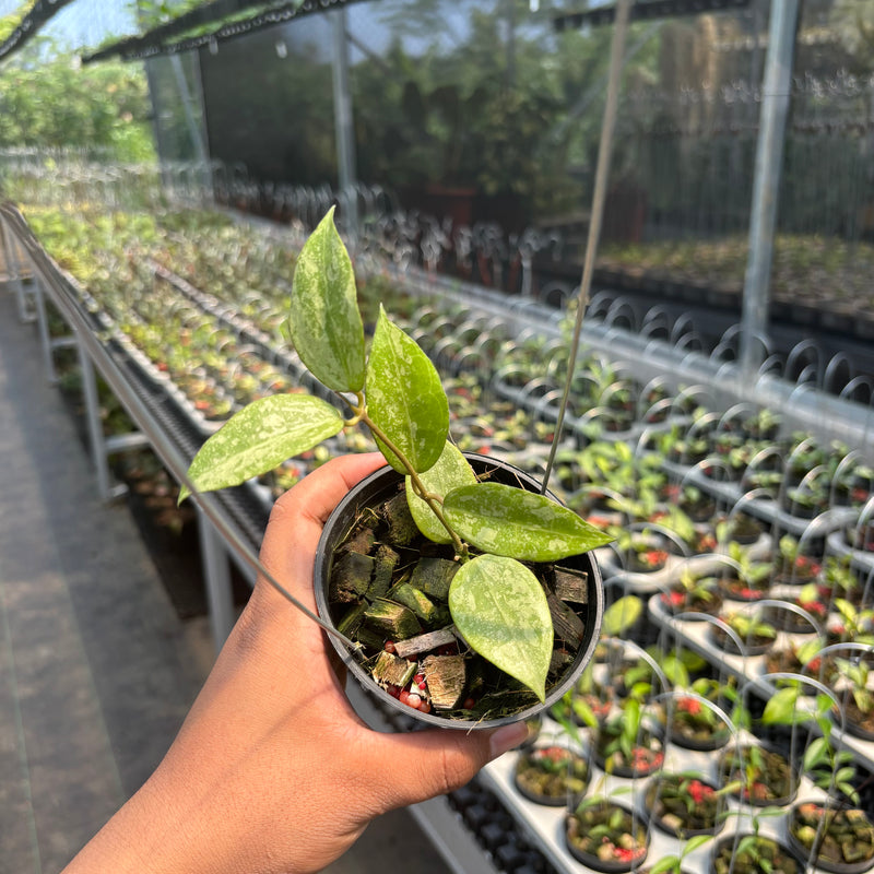 Hoya Verticillata "BM-Splash" VN-690 C