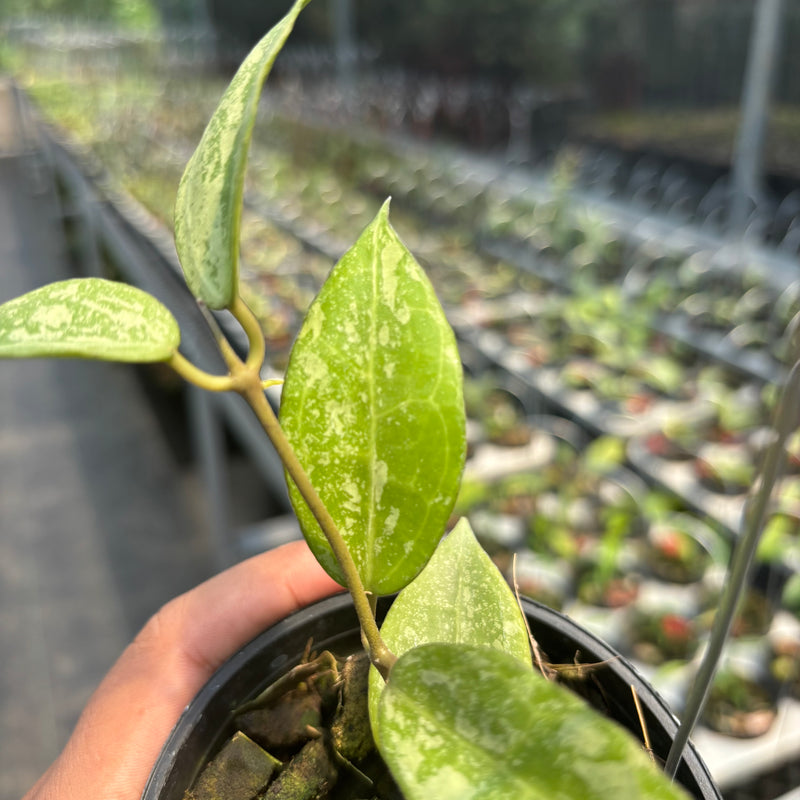 Hoya Verticillata "BM-Splash" VN-690 C