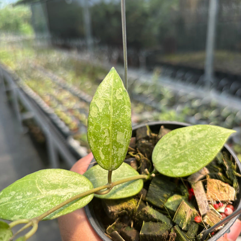 Hoya Verticillata "BM-Splash" VN-690 C