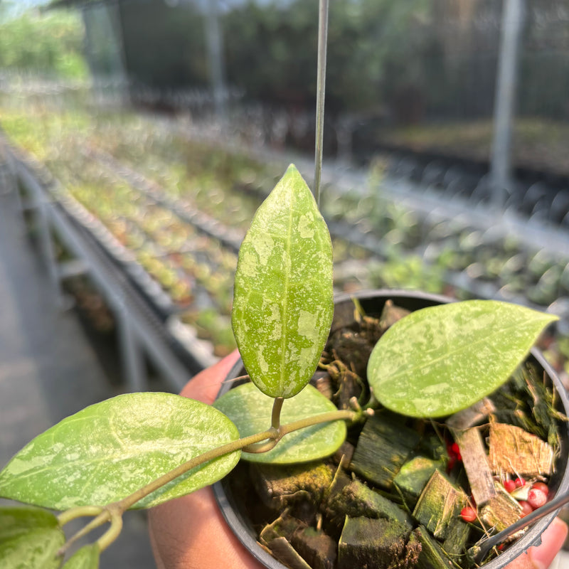 Hoya Verticillata "BM-Splash" VN-690 C