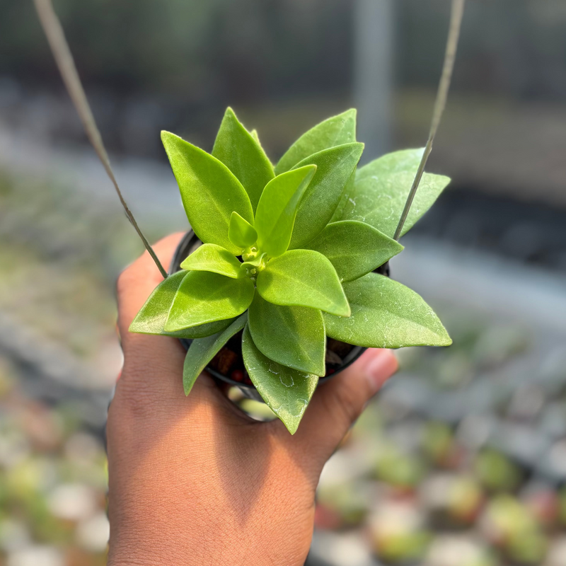 Hoya Pachylada "Snow Lotus"