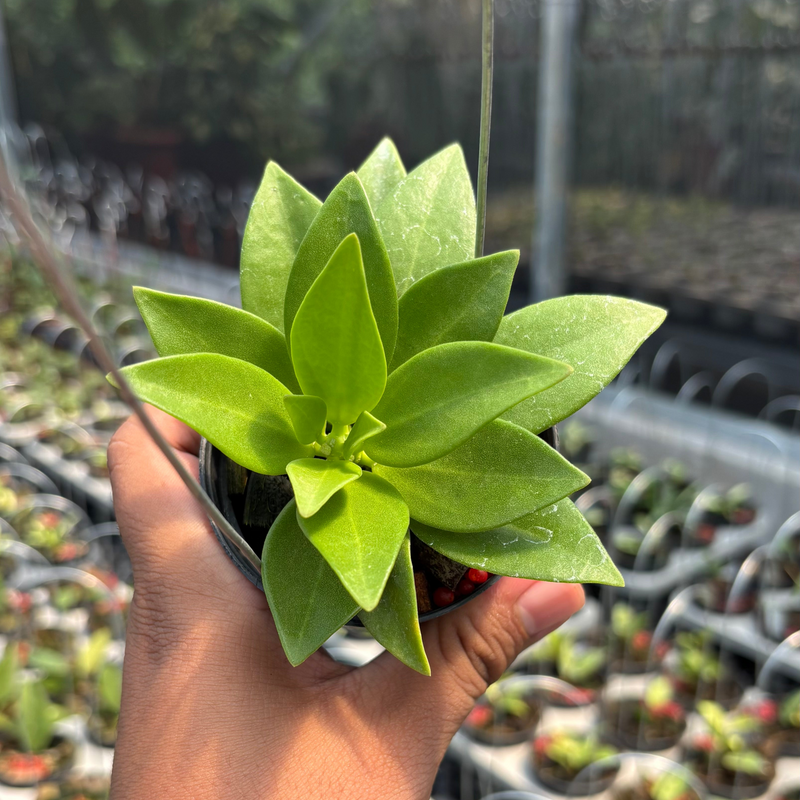 Hoya Pachylada "Snow Lotus"