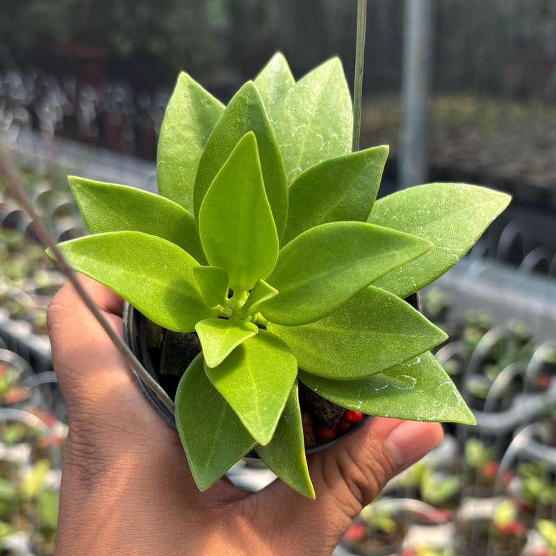 Hoya Pachylada "Snow Lotus"