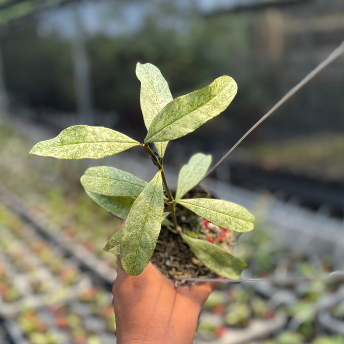 2 Pcs Hoya Multiflora "Silver" (BOGO)