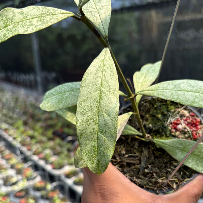 2 Pcs Hoya Multiflora "Silver" (BOGO)