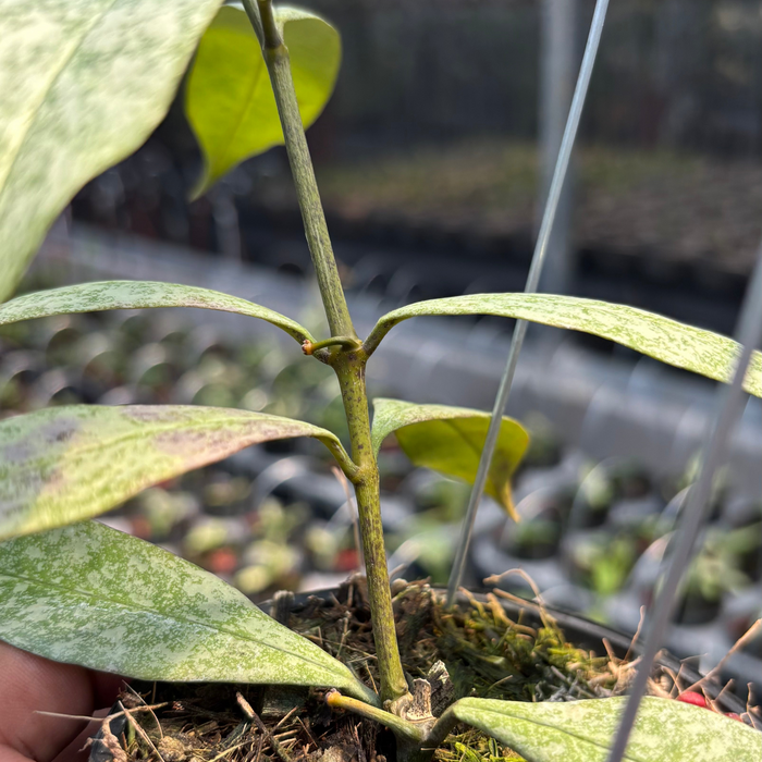 2 Pcs Hoya Multiflora "Silver" (BOGO)