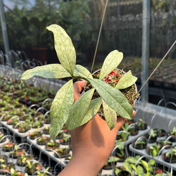 2 Pcs Hoya Multiflora "Silver" (BOGO)
