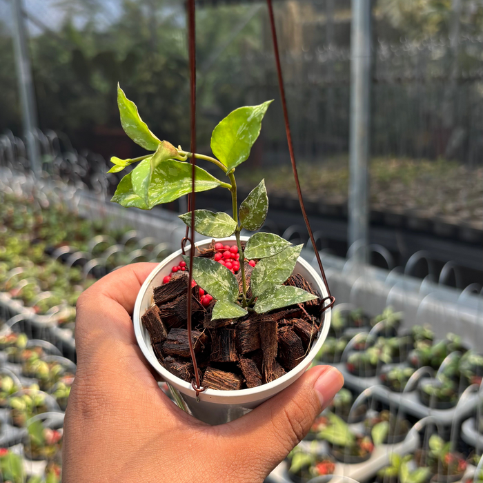 Hoya Lacunosa "Zebra Skin"