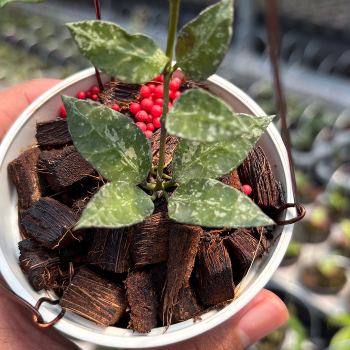 Hoya Lacunosa "Zebra Skin"